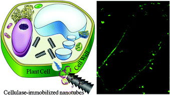 Graphical abstract: Introducing carbon nanotubes into living walled plant cells through cellulase-induced nanoholes