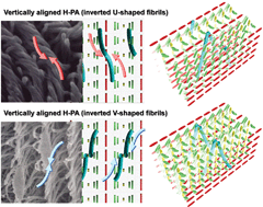 Graphical abstract: Horizontally and vertically aligned helical conjugated polymers: Comprehensive formation mechanisms of helical fibrillar morphologies in orientation-controlled asymmetric reaction fields consisting of chiral nematic liquid crystals