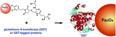 Graphical abstract: Glutathione (GSH)-decorated magnetic nanoparticles for binding glutathione-S-transferase (GST) fusion protein and manipulating live cells