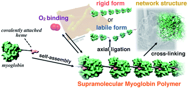 Graphical abstract: A chemically-controlled supramolecular protein polymer formed by a myoglobin-based self-assembly system