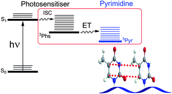 Graphical abstract: Photosensitised pyrimidine dimerisation in DNA