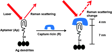 Graphical abstract: Aptamer-based surface-enhanced Raman scattering detection of ricin in liquid foods