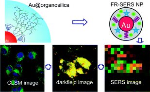Graphical abstract: Au@organosilica multifunctional nanoparticles for the multimodal imaging
