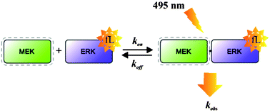 Graphical abstract: A transient kinetic study between signaling proteins: the case of the MEK–ERK interaction