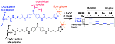 Graphical abstract: Clickable, photoreactive inhibitors to probe the active site microenvironment of fatty acid amide hydrolase
