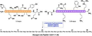 Graphical abstract: Synthesis of human GLP-1 (7–36) by chemoselective α-ketoacid–hydroxylamine peptide ligation of unprotected fragments