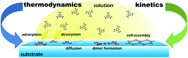 Graphical abstract: Kinetics and thermodynamics in surface-confined molecular self-assembly