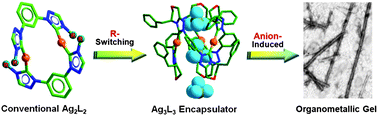 Graphical abstract: Ligand-switching and counteranion-induced hierarchical self-assembly of silver-NHC complexes