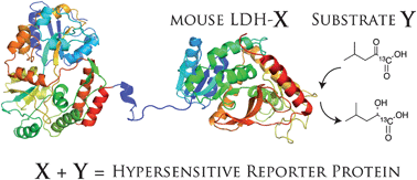 Graphical abstract: Mouse lactate dehydrogenase X: A promising magnetic resonance reporter protein using hyperpolarized pyruvic acid derivative Y