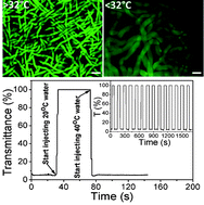 Graphical abstract: Fast responsive and morphologically robust thermo-responsive hydrogel nanofibres from poly(N-isopropylacrylamide) and POSS crosslinker