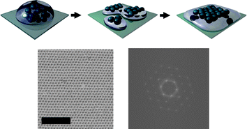 Graphical abstract: Extraordinary long range order in self-healing non-close packed 2D arrays