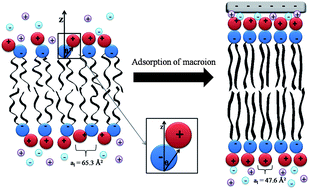 Graphical abstract: Theoretical studies of the phase behavior of DPPC bilayers in the presence of macroions