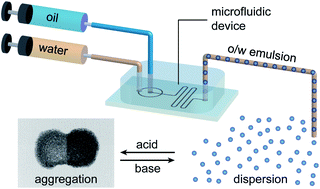 Graphical abstract: Microfluidic production of monodisperse functional o/w droplets and study of their reversible pH dependent aggregation behavior