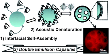 Graphical abstract: Ultra-sound assisted formation of biodegradable double emulsion capsules from hen egg white