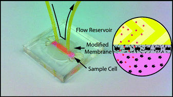 Graphical abstract: Microfluidic dialysis cell for characterization of macromolecule interactions