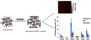 Graphical abstract: Polyethylenimine-polyethyleneglycol-bis(aminoethylphosphate) nanoparticles mediated efficient DNA and siRNA transfection in mammalian cells