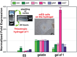 Graphical abstract: A thixotropic molecular hydrogel selectively enhances Flk1 expression in differentiated murine embryonic stem cells