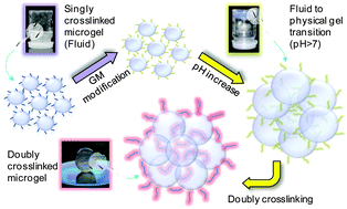 Graphical abstract: Doubly crosslinked pH-responsive microgels prepared by particle inter-penetration: swelling and mechanical properties