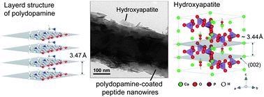 Graphical abstract: Bone-like peptide/hydroxyapatite nanocomposites assembled with multi-level hierarchical structures