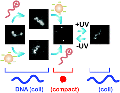 Graphical abstract: Enhancement of DNA compaction by negatively charged nanoparticles. Application to reversible photocontrol of DNA higher-order structure