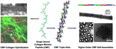 Graphical abstract: Collagen mimetic peptides: progress towards functional applications