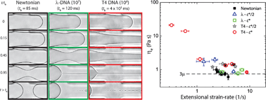 Graphical abstract: Extensional rheology of DNA suspensions in microfluidic devices