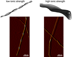 Graphical abstract: Adjustable twisting periodic pitch of amyloid fibrils