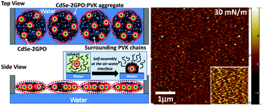 Graphical abstract: Hybrid CdSe–dendron nanoparticle and polymer blend knodels at the interface