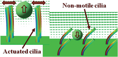 Graphical abstract: Harnessing synthetic cilia to regulate motion of microparticles