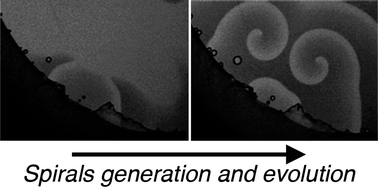 Graphical abstract: Control of spontaneous spiral formation in a zwitterionic micellar medium