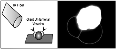 Graphical abstract: Heat-induced formation of single giant unilamellar vesicles