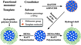 Graphical abstract: Controlled synthesis of water-compatible molecularly imprinted polymer microspheres with ultrathin hydrophilic polymer shells via surface-initiated reversible addition-fragmentation chain transfer polymerization