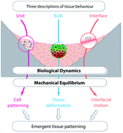 Graphical abstract: The physics of tissue patterning and extracellular matrix organisation: how cells join forces