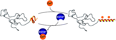 Graphical abstract: Calcium ions as bioinspired triggers to reversibly control the coil-to-helix transition in peptide-polymer conjugates