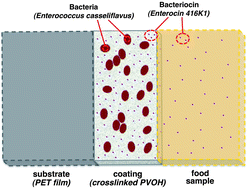 Graphical abstract: Anti-listerial activity of coatings entrapping living bacteria
