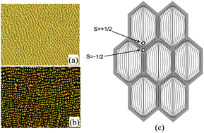 Graphical abstract: Nematic–nematic phase separation from uniform nematic domain in polymer LC and low-molecular-weight LC mixture showing network lattice formation in pinning stage