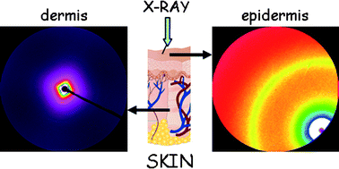 Graphical abstract: Characterisation of skin states by non-crystalline diffraction