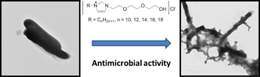Graphical abstract: Antimicrobial properties of ethoxyether-functionalized imidazolium salts