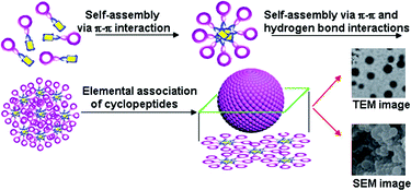 Graphical abstract: Controllable micro/nanostructuresvia hierarchical self-assembly of cyclopeptides