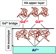 Graphical abstract: Insight into the adsorption of humic acid/Gd3+ complex on the surface of Al2O3 studied in situ by QCM-D and ex situ by ellipsometry and XPS