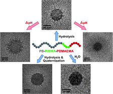 Graphical abstract: Dual stimuli-responsive multicompartment micelles from triblock terpolymers with tunable hydrophilicity