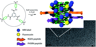Graphical abstract: Peptide functionalised discotic amphiphiles and their self-assembly into supramolecular nanofibres
