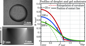 Graphical abstract: Dynamics of the contact line in wetting and diffusing processes of water droplets on hydrogel (PAMPS–PAAM) substrates