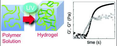 Graphical abstract: Real-time in siturheology of alginate hydrogel photocrosslinking