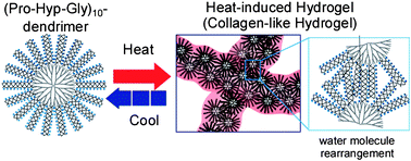Graphical abstract: Preparation of heat-induced artificial collagen gels based on collagen-mimetic dendrimers