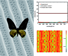 Graphical abstract: Art of blackness in butterfly wings as natural solar collector