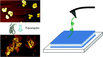 Graphical abstract: Revealing the selective interactions of fibronectin with lipid bilayers