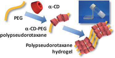 Graphical abstract: Supramolecular hydrogels based on cyclodextrin–polymer polypseudorotaxanes: materials design and hydrogel properties