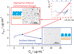 Graphical abstract: Aggregation-induced conformational transitions in bovine β-lactoglobulin adsorbed onto open chitosan structures