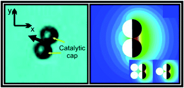 Graphical abstract: Transport of cargo by catalytic Janus micro-motors
